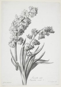 Hiacynt podwójny, z Fleurs Dessinees d